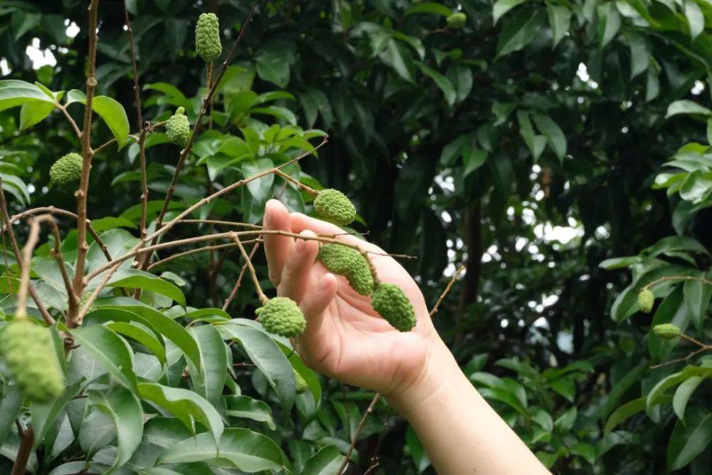 温泉镇傅杰东荣获“广东荔枝龙眼种植工匠”称号(图4)