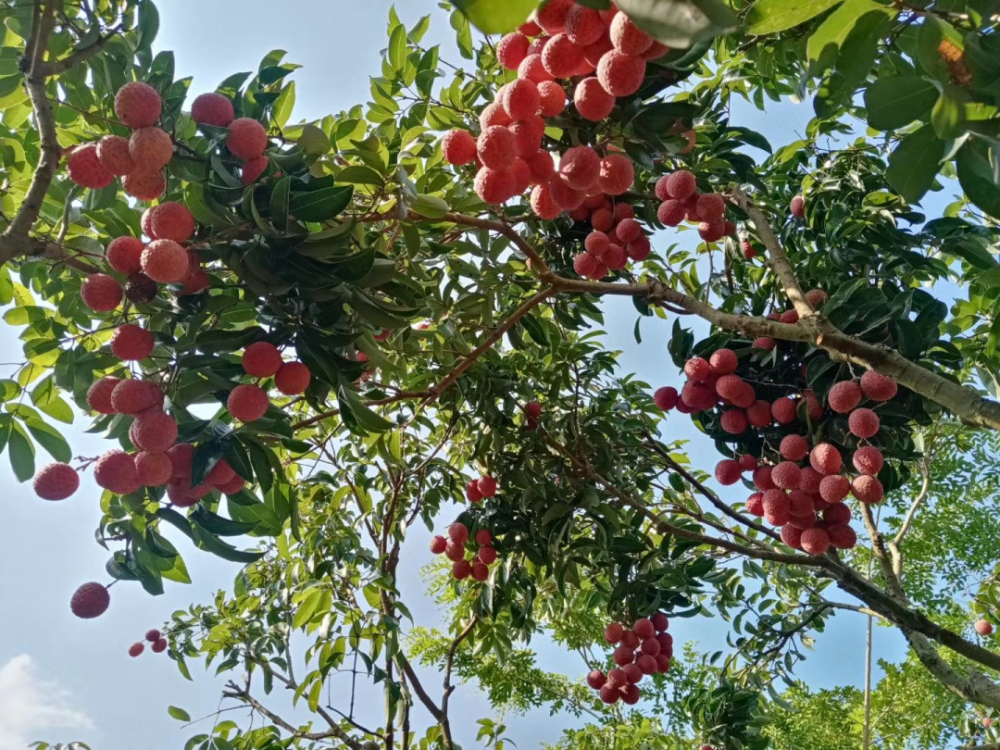 温泉镇傅杰东荣获“广东荔枝龙眼种植工匠”称号(图7)